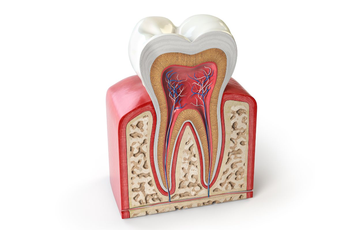 Root Canal On A Front Tooth Different From A Molar